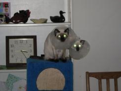more kittens